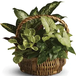 Emerald Garden Basket